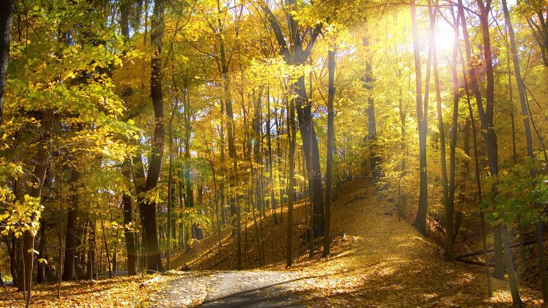 Sunlight through autumn forest
