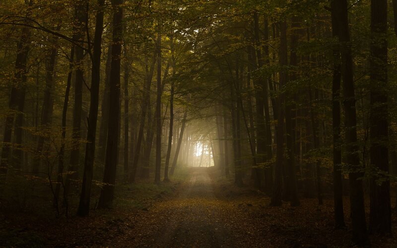 Sunlight through autumn forest
