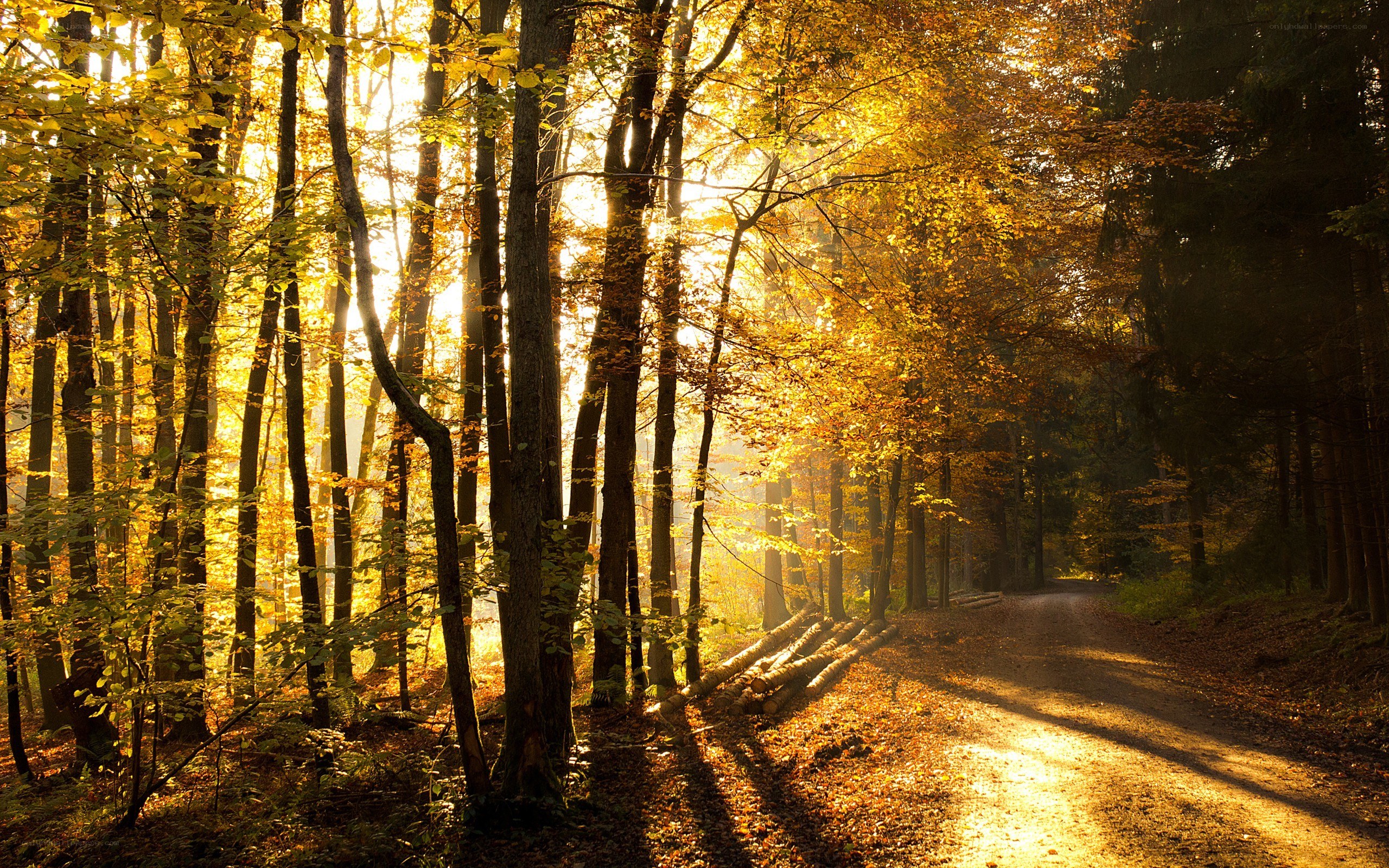 Sunlight through autumn forest