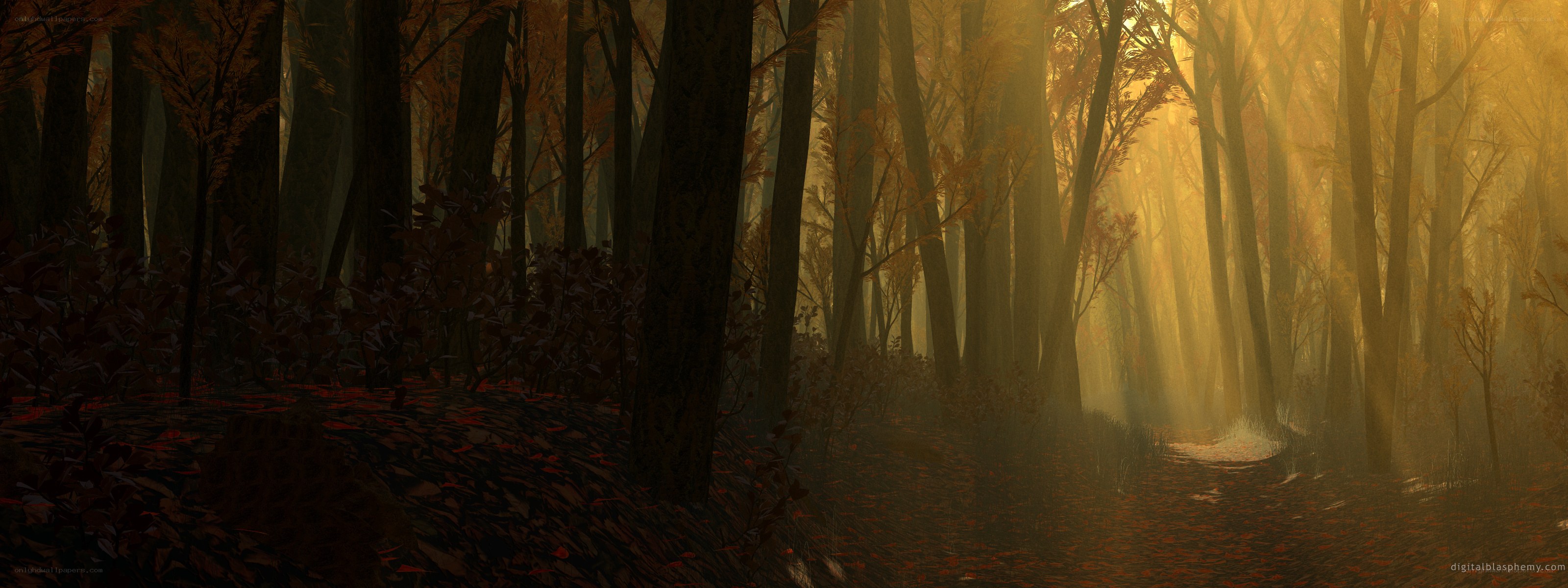Sunlight through autumn forest