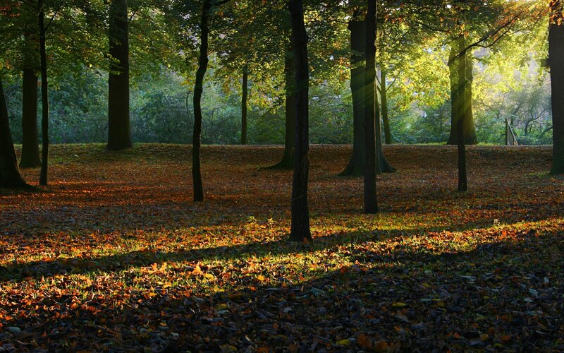 Sunlight through autumn forest
