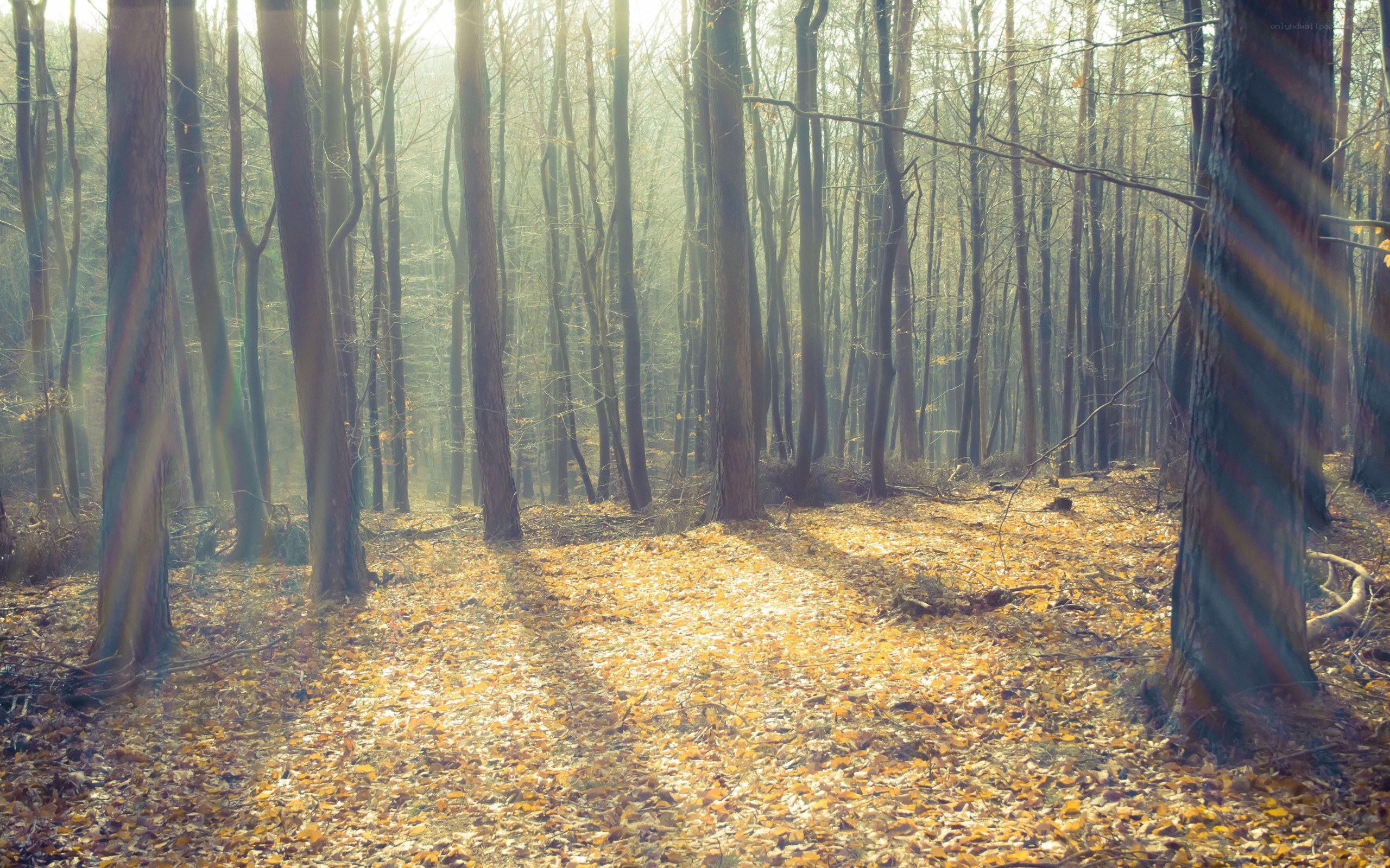 Sunlight through autumn forest