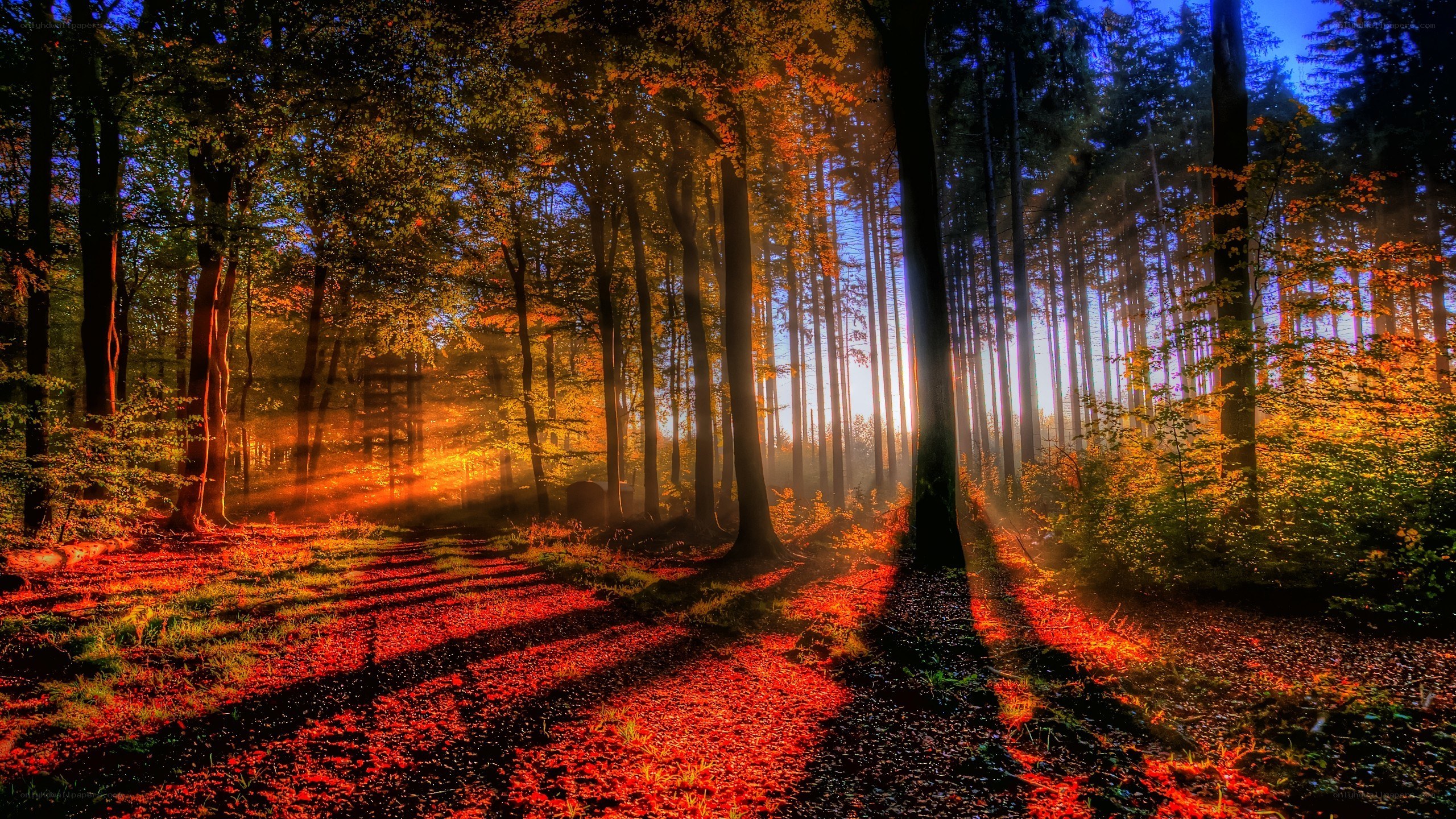 Sunlight through autumn forest