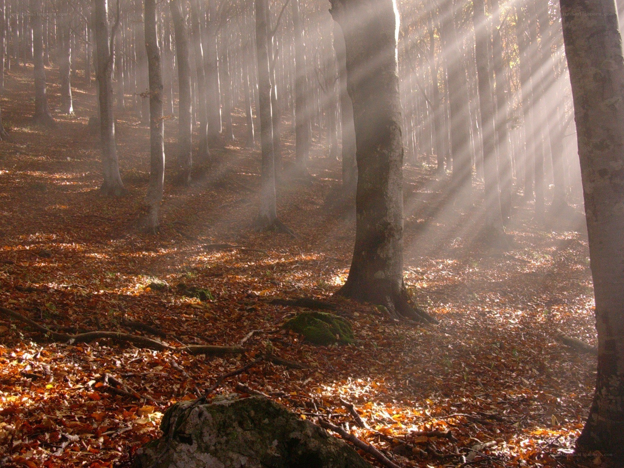 Sunlight through autumn forest