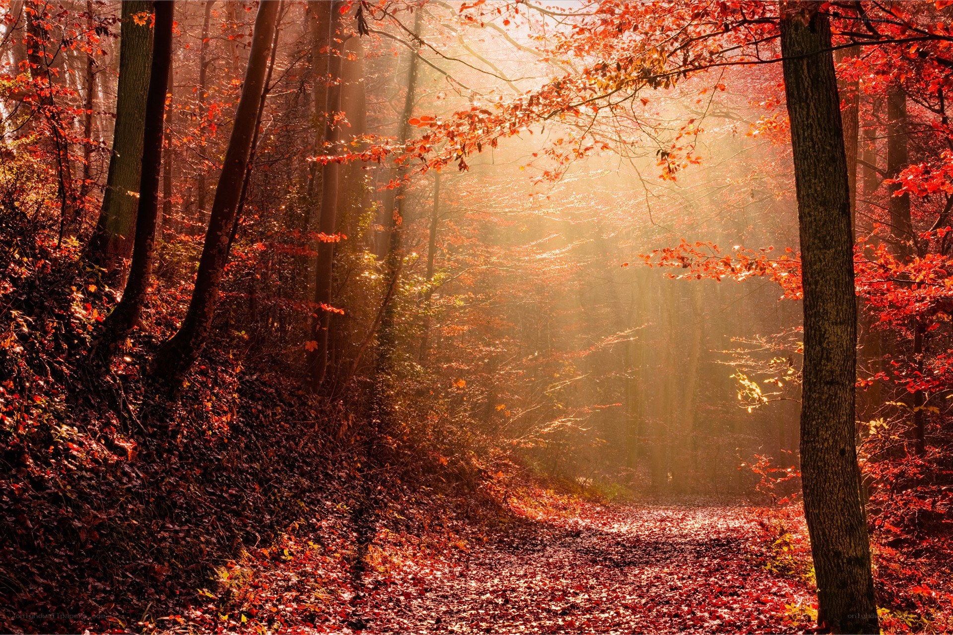 Sunlight through autumn forest