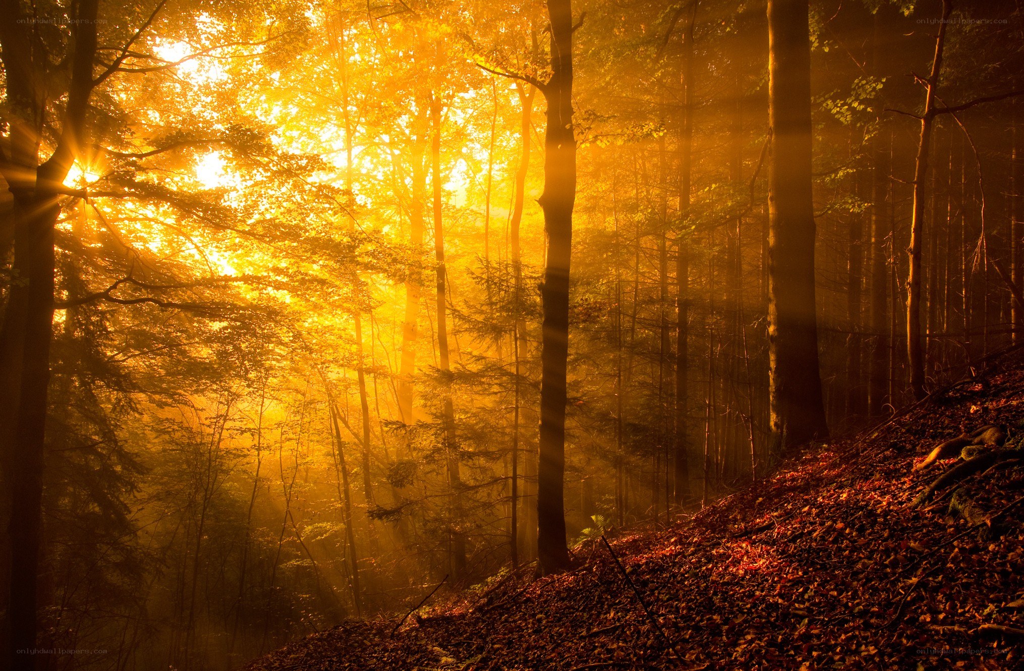 Sunlight through autumn forest