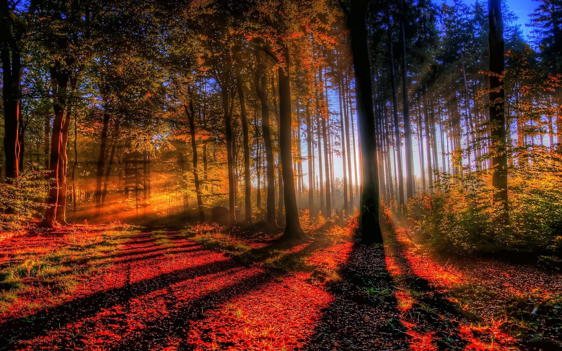 Sunlight through autumn forest