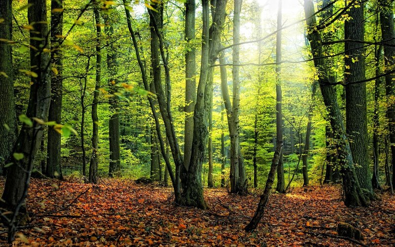 Sunlight through autumn forest
