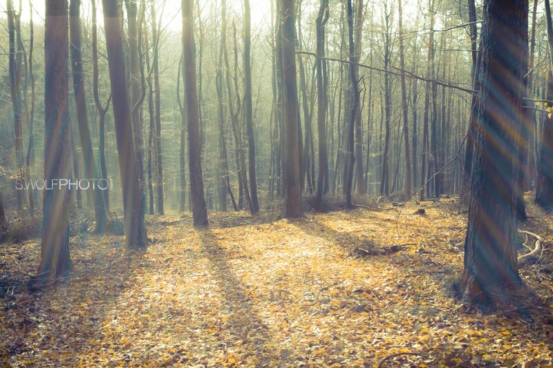 Sunlight through autumn forest