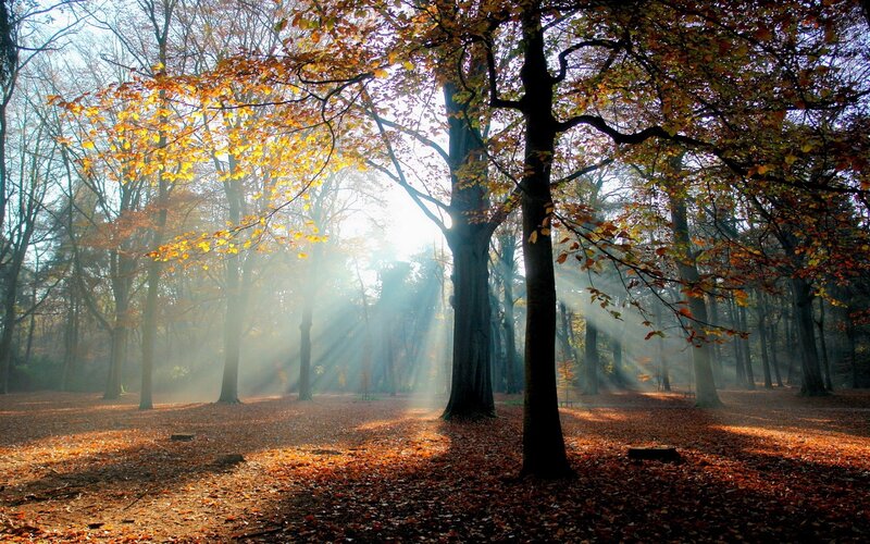 Sunlight through autumn forest