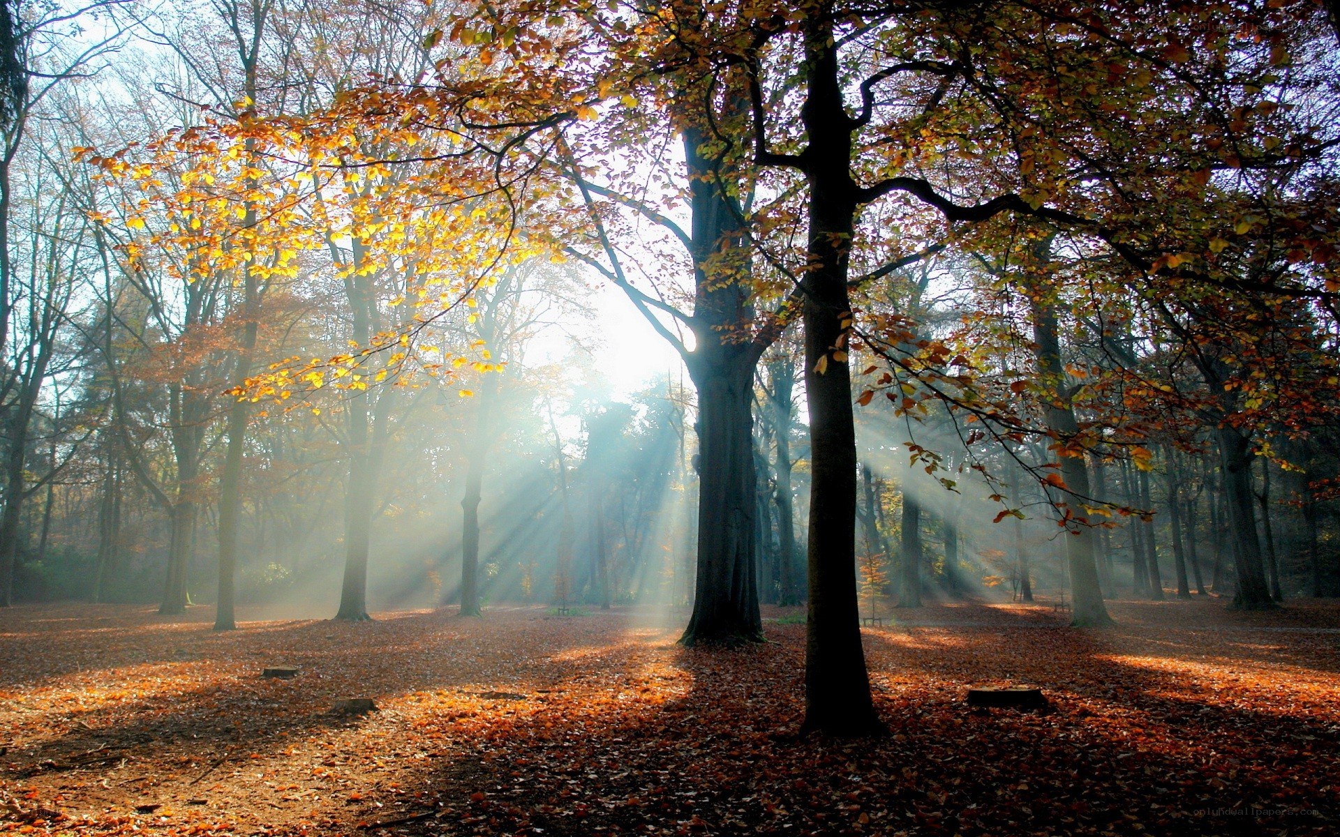 Sunlight through autumn forest