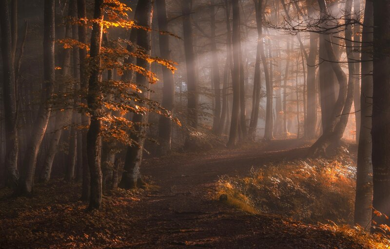 Sunlight Through Autumn Forest — Brown, Serene