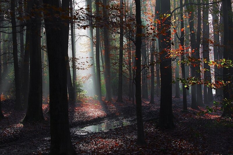 Sunlight Through Autumn Forest — Brown