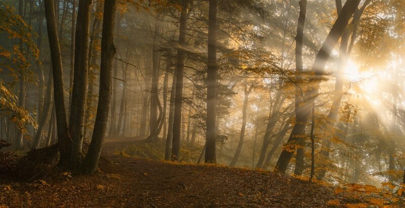 Sunlight Through Autumn Forest — Gold, Serene, Photograph
