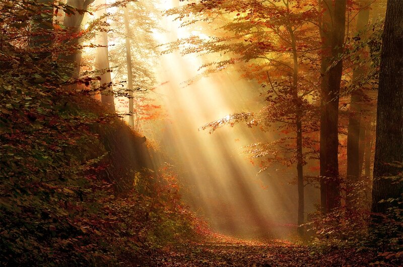 Sunlight Through Autumn Forest — Gold, Serene