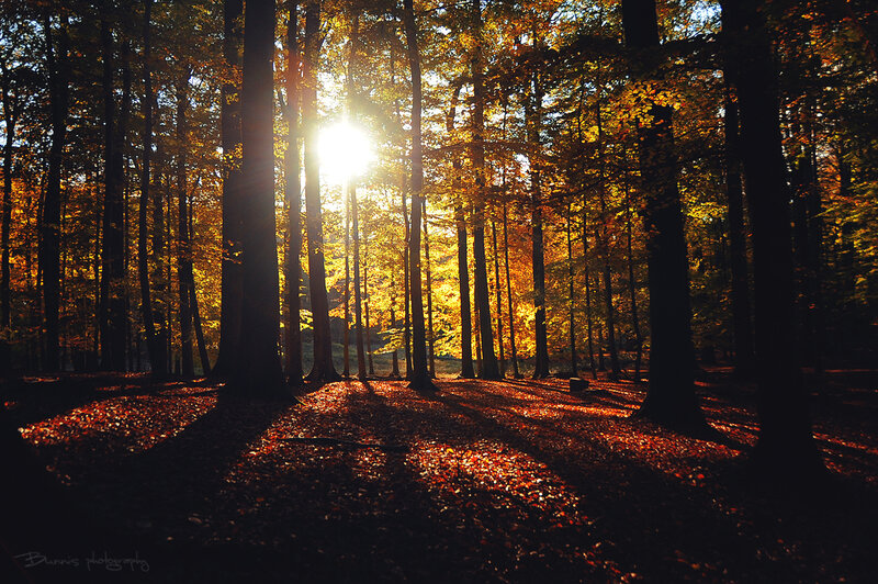 Sunlight Through Autumn Forest — Gold