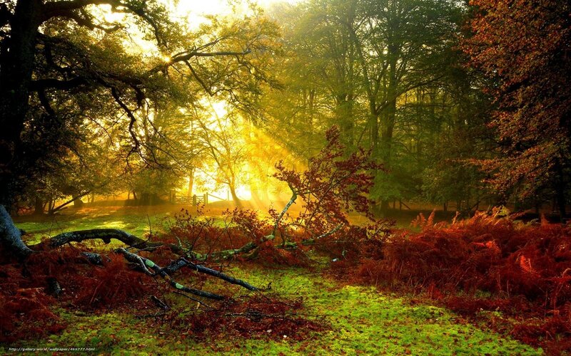 Sunlight Through Autumn Forest — Green, Serene, Photograph