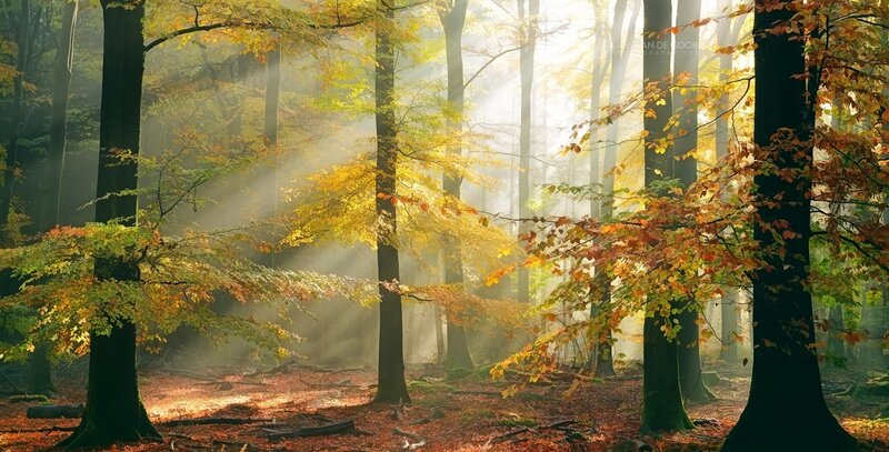 Sunlight Through Autumn Forest — Green, Serene, Photograph, Trees