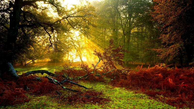 Sunlight Through Autumn Forest — Green, Serene