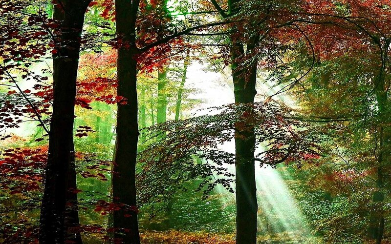 Sunlight Through Autumn Forest — Green