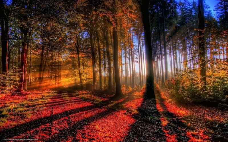 Sunlight Through Autumn Forest — Orange, Dramatic, Photograph, Trees