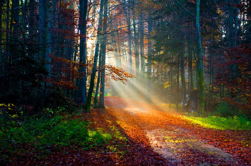 Sunlight Through Autumn Forest — Orange, Serene, Photograph
