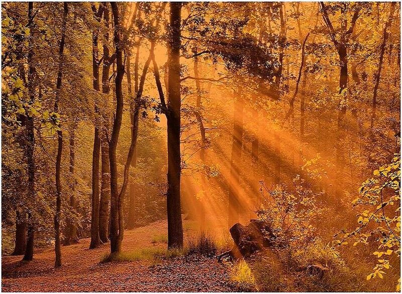 Sunlight Through Autumn Forest — Orange, Serene, Photograph, Trees, Fallen Leaves, Sunbeams