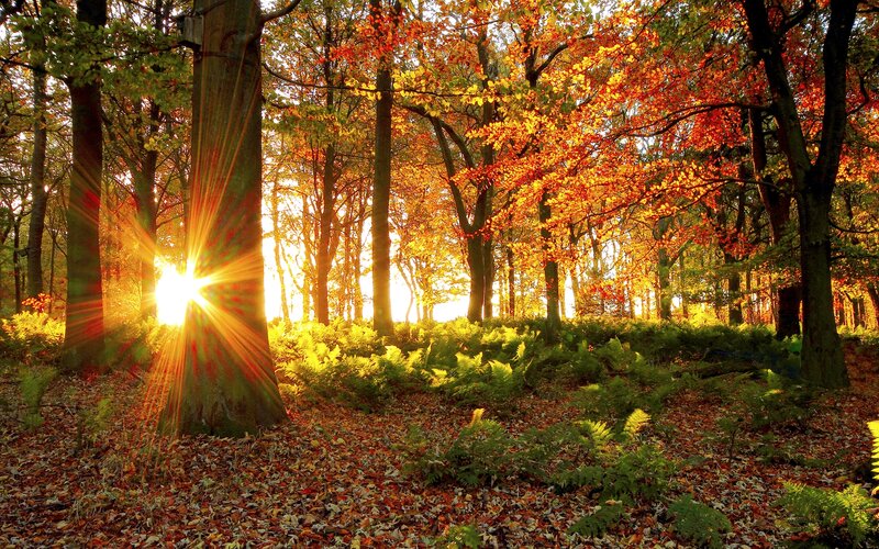 Sunlight Through Autumn Forest — Orange, Serene, Photograph, Trees, Fallen Leaves
