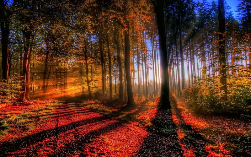 Sunlight Through Autumn Forest — Orange, Serene, Photograph, Trees, Leaves, Sunbeams, Red