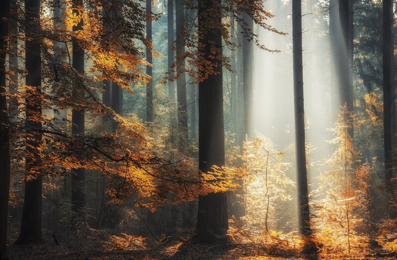 Sunlight Through Autumn Forest — Orange, Serene, Photograph, Trees, Leaves, Sunbeams