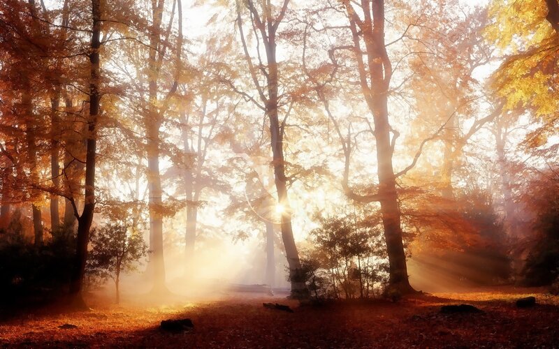 Sunlight Through Autumn Forest — Orange, Serene, Photograph, Trees, Leaves, Sunbeams, Yellow