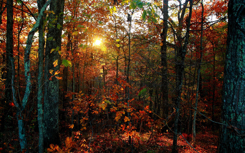 Sunlight Through Autumn Forest — Orange, Serene, Photograph, Trees, Leaves