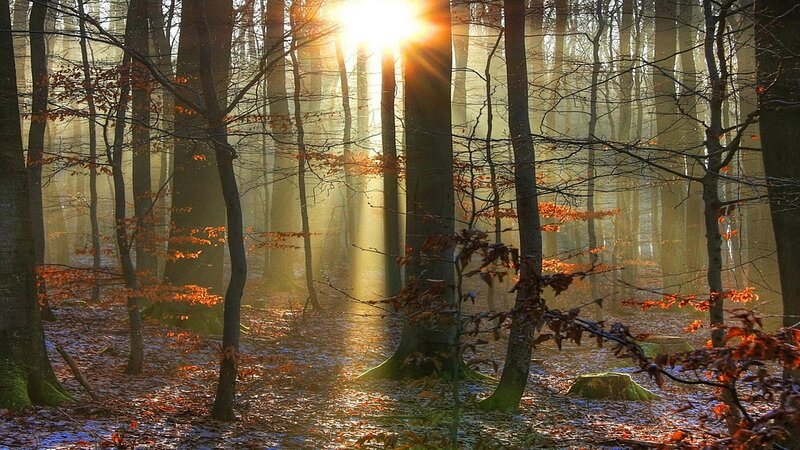 Sunlight Through Autumn Forest — Orange, Serene, Photograph, Trees