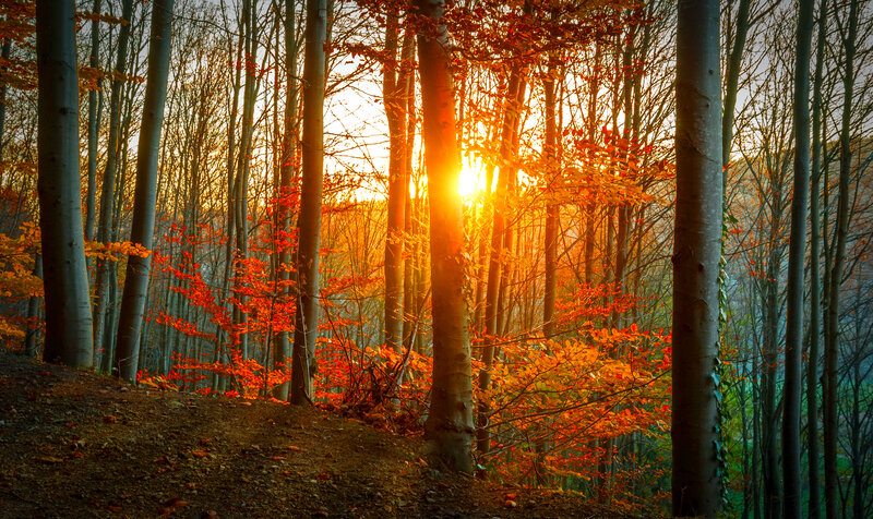 Sunlight Through Autumn Forest — Orange, Serene, Sunset