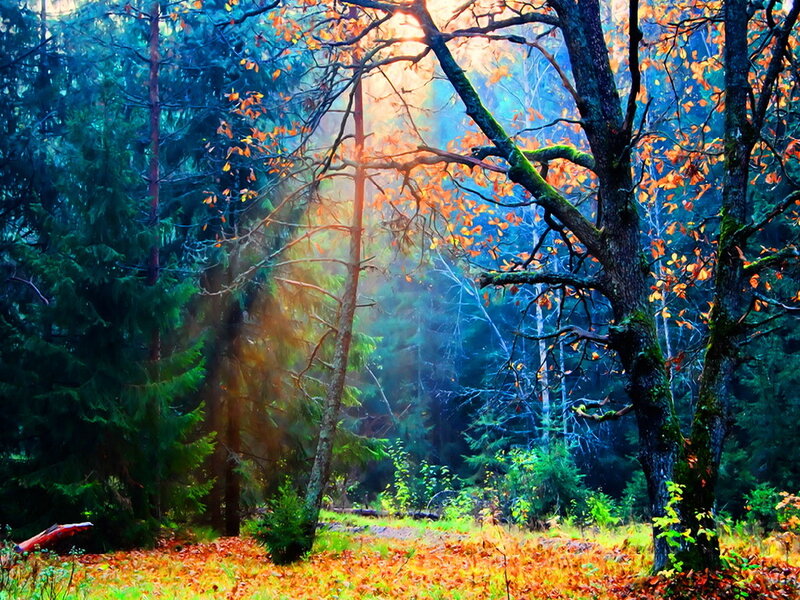Sunlight Through Autumn Forest — Orange, Serene
