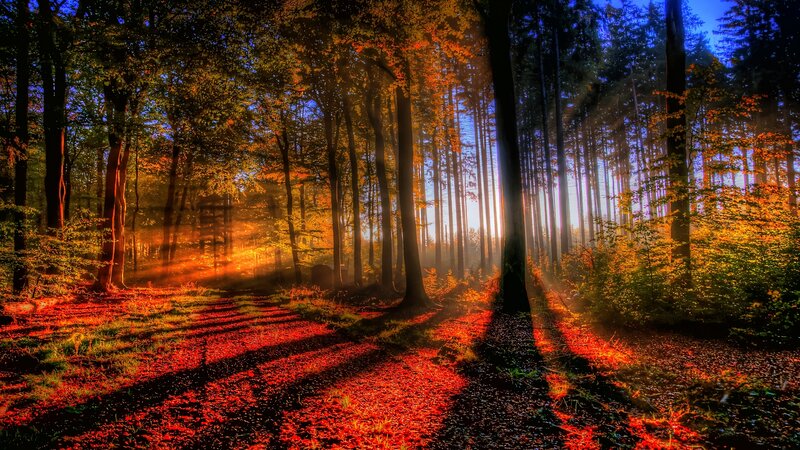 Sunlight Through Autumn Forest — Orange