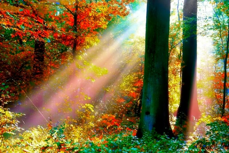 Sunlight Through Autumn Forest — Red, Serene, Photograph