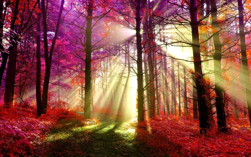 Sunlight Through Autumn Forest — Red, Serene