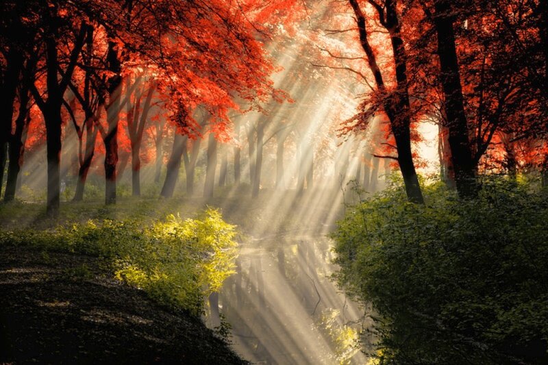 Sunlight Through Autumn Forest — Red