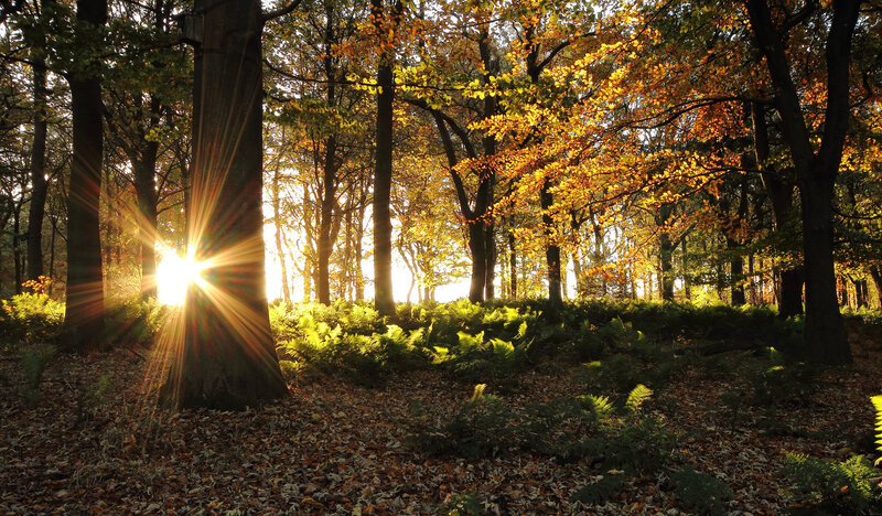 Sunlight Through Autumn Forest — Yellow, Serene, Photograph