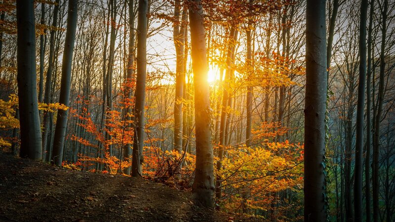 Sunlight Through Autumn Forest — Yellow, Serene, Photograph, Trees, Leaves, Path