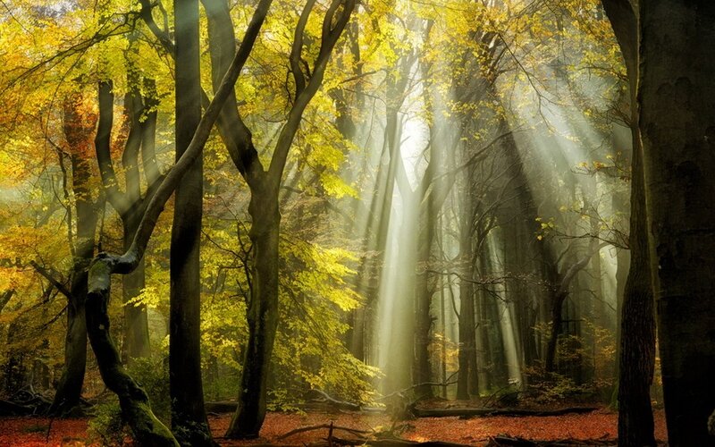 Sunlight Through Autumn Forest — Yellow, Serene, Photograph, Trees, Leaves, Sunbeams