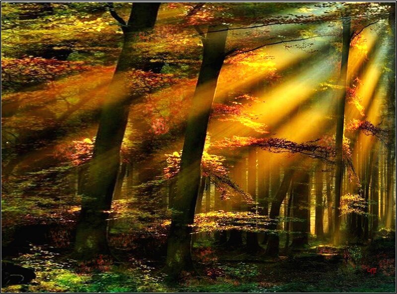 Sunlight Through Autumn Forest — Yellow, Serene, Photograph, Trees, Leaves