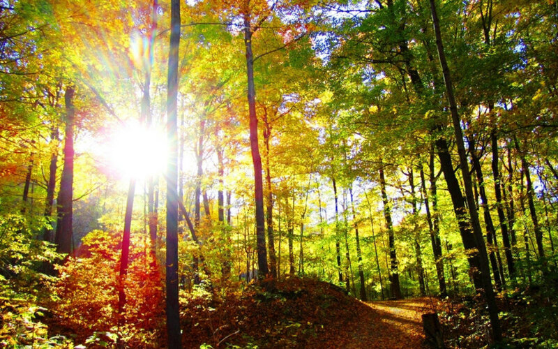 Sunlight Through Autumn Forest — Yellow, Serene, Photograph, Trees, Path
