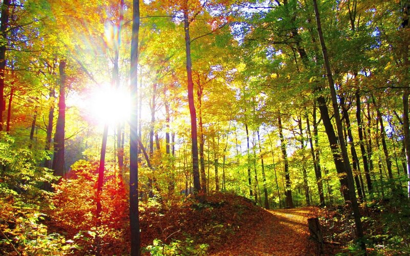 Sunlight Through Autumn Forest — Yellow, Serene, Photograph, Trees