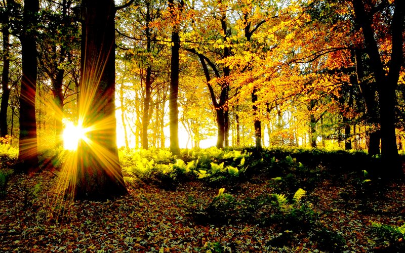 Sunlight Through Autumn Forest — Yellow, Serene