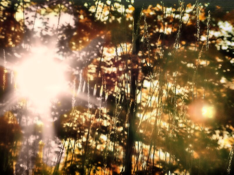 Sunlight through autumn grass