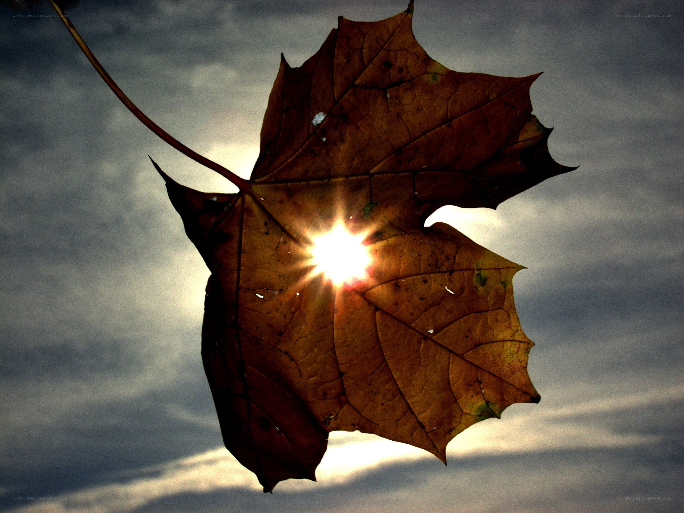 Sunlight through autumn leaf