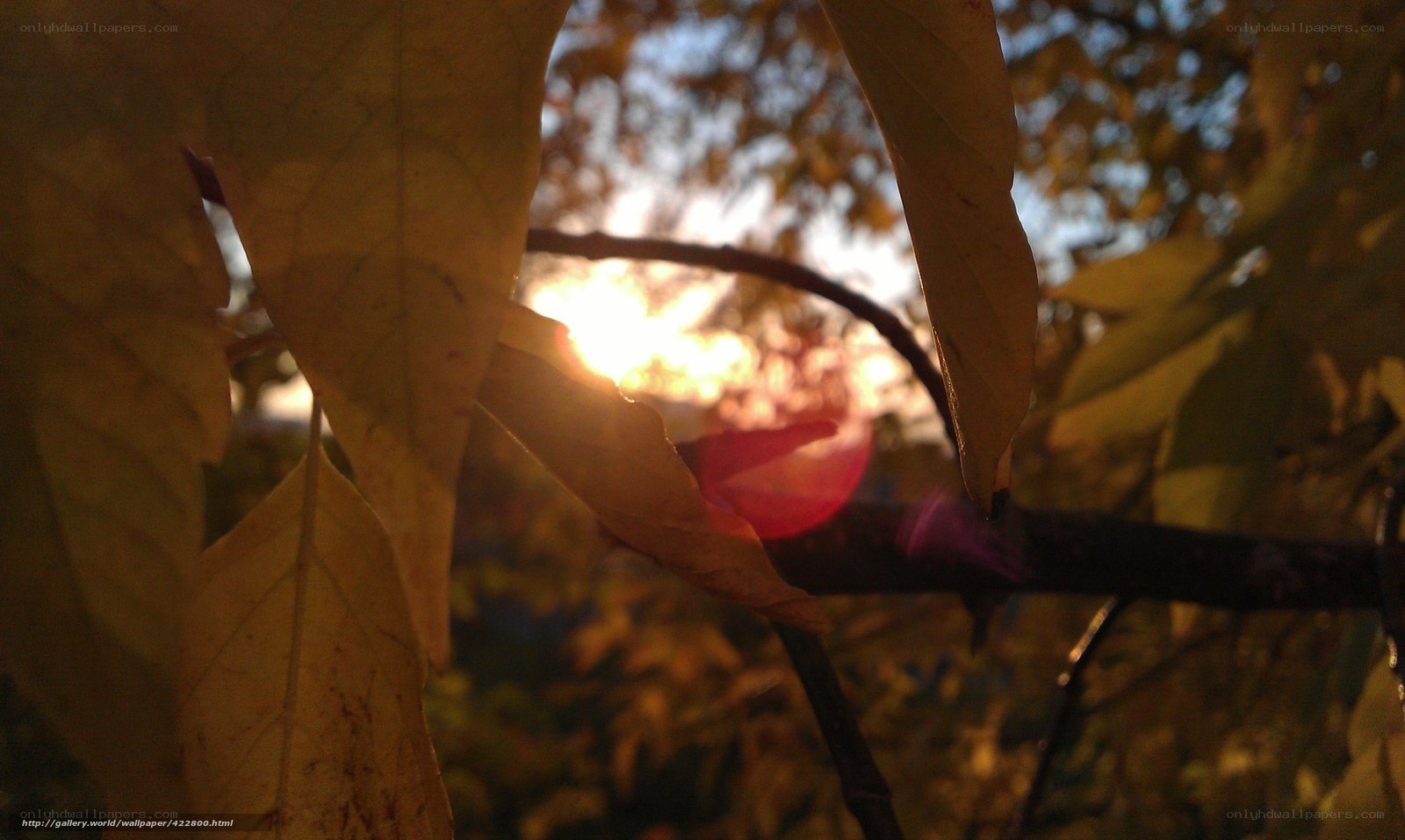 Sunlight through autumn leaves