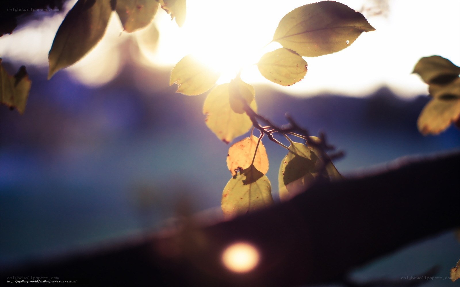 Sunlight through autumn leaves